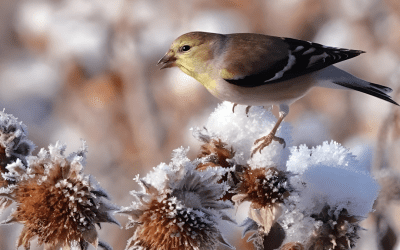 Wildlife You’ll See in Fort Collins, Colorado
