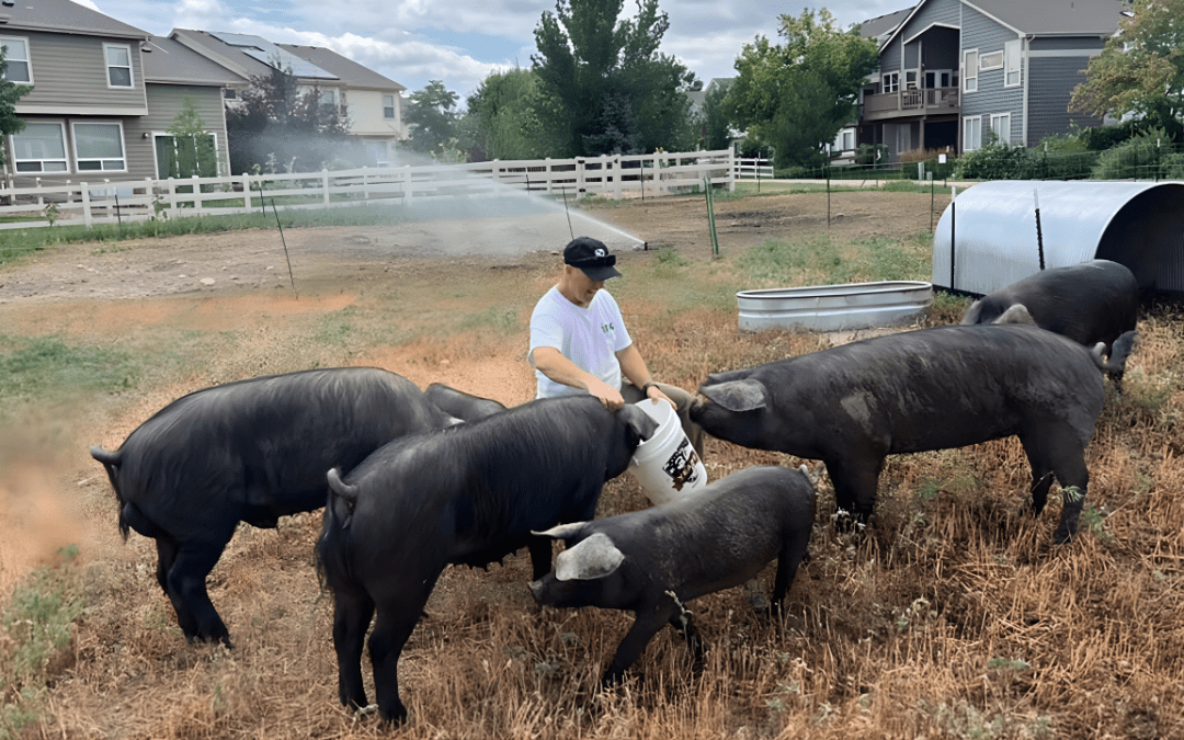 The Colorado HOA Using Hogs for Weed Control: A Wild (and Smart) New Trend