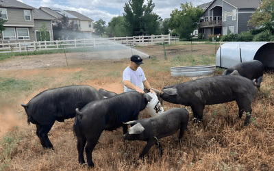 The Colorado HOA Using Hogs for Weed Control: A Wild (and Smart) New Trend