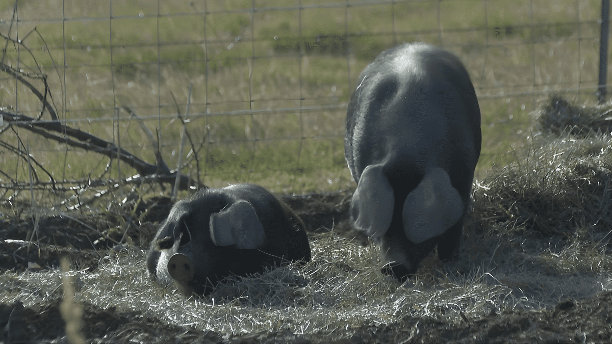 Colorado HOA Using Hogs for Weed Control