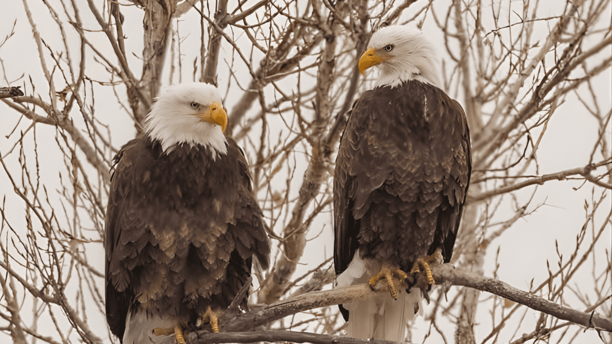 Wildlife You'll See in Fort Collins Colorado